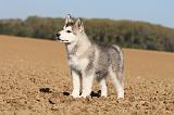 ALASKAN MALAMUTE 211